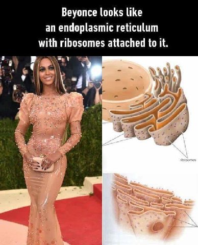 Beyonce looks like an endoplasmic reticulum with ribosomes attached to it. а