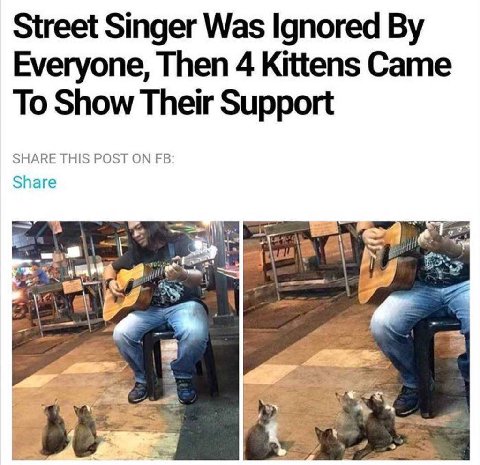 Street Singer Was Ignored Everyone, Then 4 Kittens Came To Show Their Support SHARE THIS POST ON Share bE
