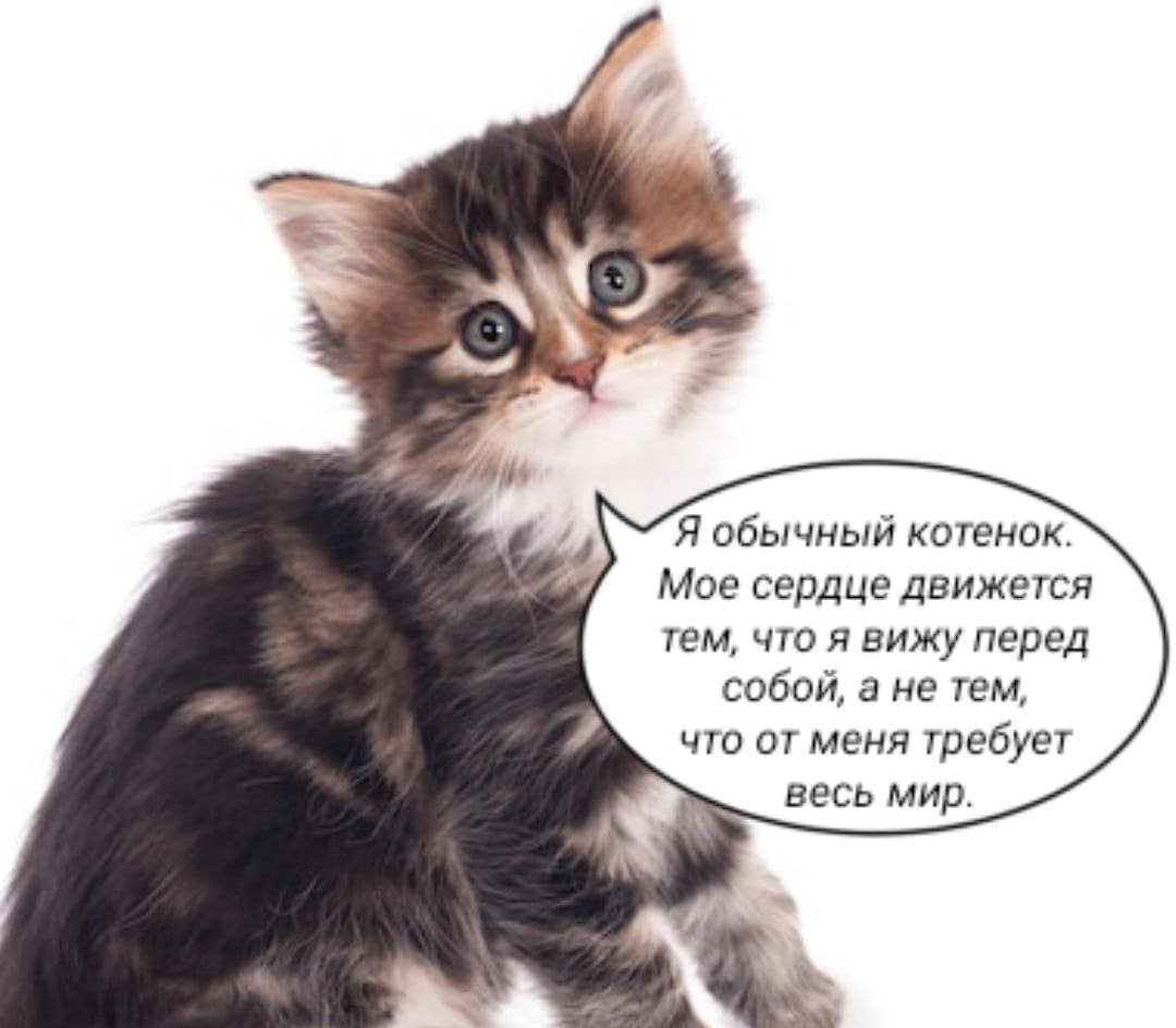 Я обычный котенок. Мое сердце движется тем, что я вижу перед собой, а не тем, что от меня требует весь мир.