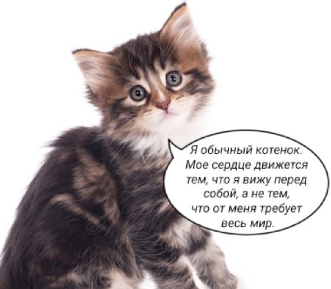 Я обычный котенок. Мое сердце движется тем, что я вижу перед собой, а не тем, что от меня требует весь мир.