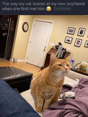 The way my cat looked at my new boyfriend when she first met him 4 At а
