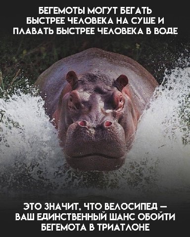 БЕГЕМОТЫ МОГУТ БЕГАТЬ БЫСТРЕЕ ЧЕЛОВЕКА НА СУШЕ И ПЛАВАТЬ БЫСТРЕЕ ЧЕЛОВЕКА В ВОДЕ ЭТО ЗНАЧИТ, ЧТО ВЕЛОСИПЕД ВАШ ЕДИНСТВЕННЫЙ ШАНС ОБОЙТИ БЕГЕМОТА В ТРИАТЛОНЕ