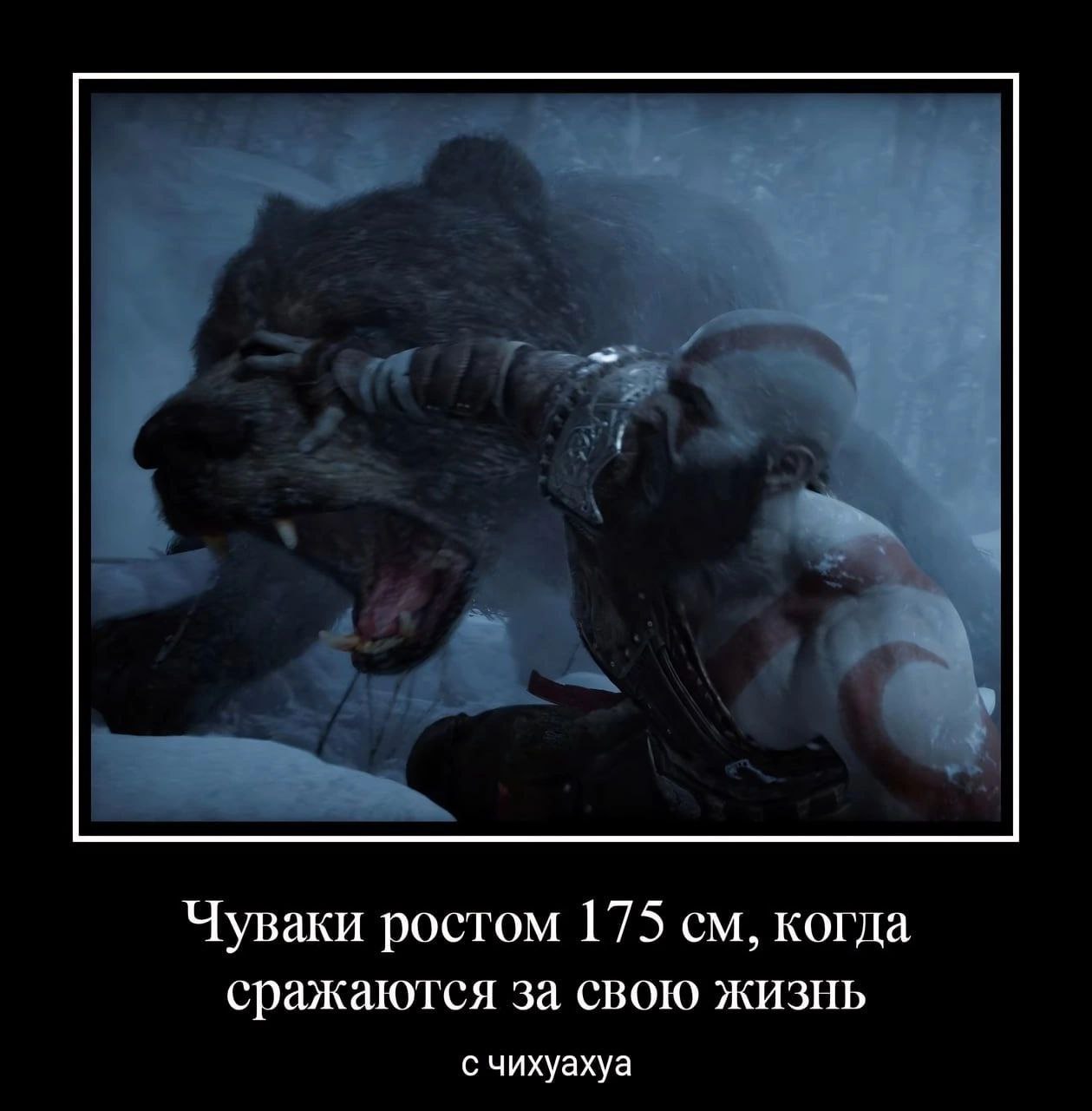 Чуваки ростом 175 когда сражаются за свою жизнь с чихуахуа