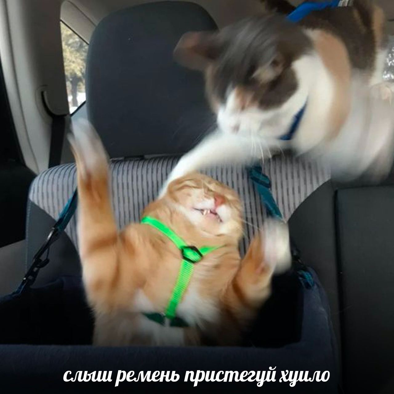 сльии ремень пристегуй хуило