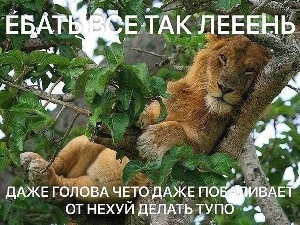 ЕВАТ ЕТАК ЛЕЕЕНЬ ДАЖЕ ГОЛОВА ЧЕТО ДАЖЕ ПО от НЕХУЙ ДЕЛАТЬ Тупо