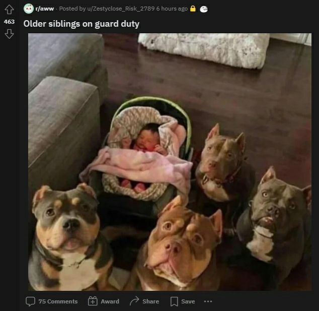г/амлм Posted u/Zestyclose_Risk_2789 6 hours ago 463 Older siblings on guard duty У 7 у я 75 Comments Award Share Save