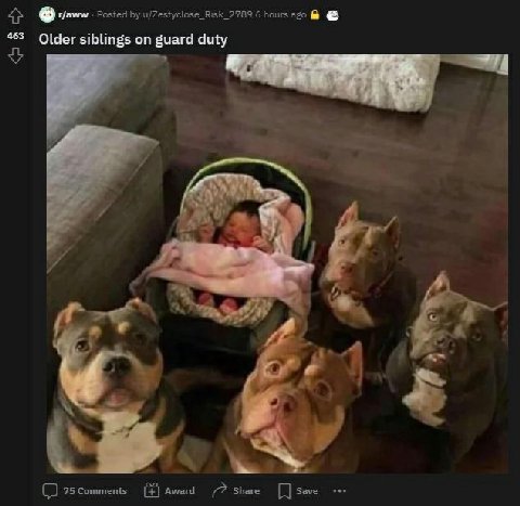 г/амлм Posted u/Zestyclose_Risk_2789 6 hours ago 463 Older siblings on guard duty У 7 у я 75 Comments Award Share Save