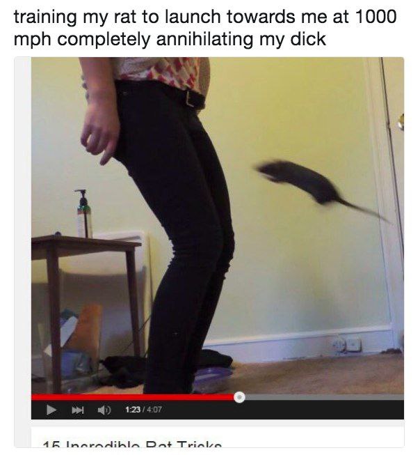 training my rat to launch towards at 1000 mph completely annihilating my dick 4 4 4 о Dat