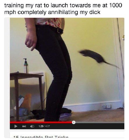 training my rat to launch towards at 1000 mph completely annihilating my dick 4 4 4 о Dat