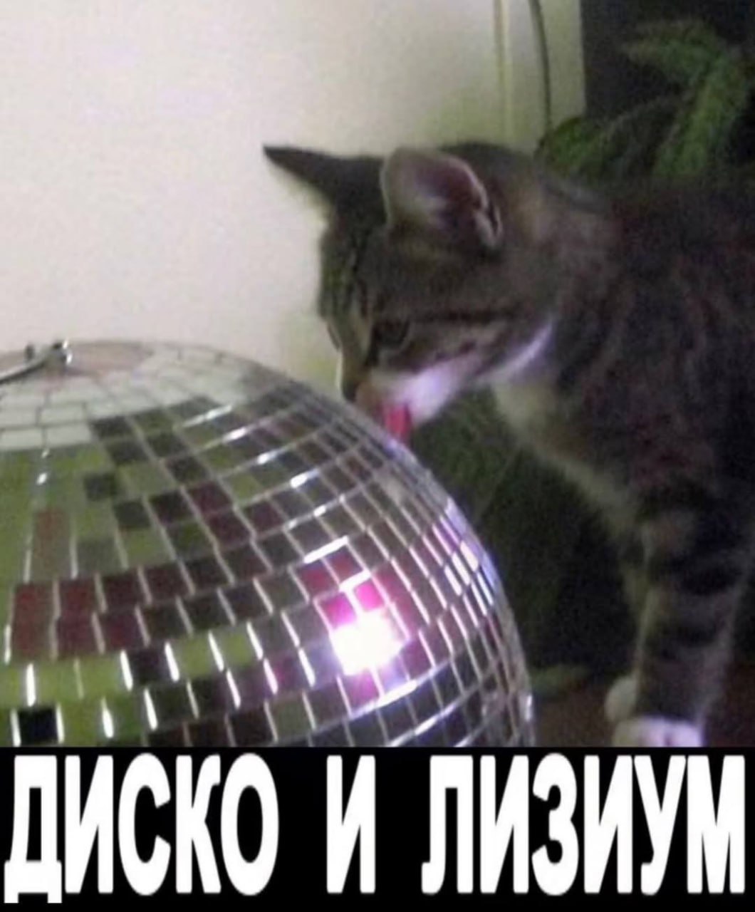 к 1 ДИС 1 КОИ ЛИЗИУМ