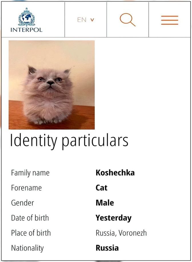 INTERPOL Identity particulars Family name Koshechka Forename Cat Gender Male Date of birth Yesterday Place of birth Russia, Voronezh Nationality Russia