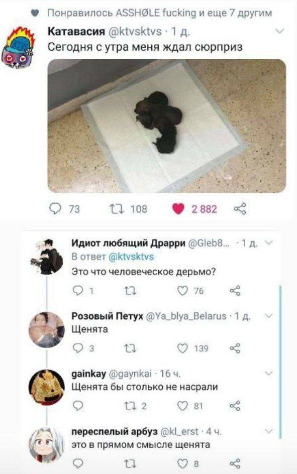 Понравилось ASSH@LE fucking и 7 другим Катавасия @ktvsktvs Сегодня с утра меня ждал сюрприз 108 73 2 Идиот любящий Драрри 1 a. В ответ @ktvsktvs Это что человеческое дерьмо? 76 i Розовый Петух @Ya_bly