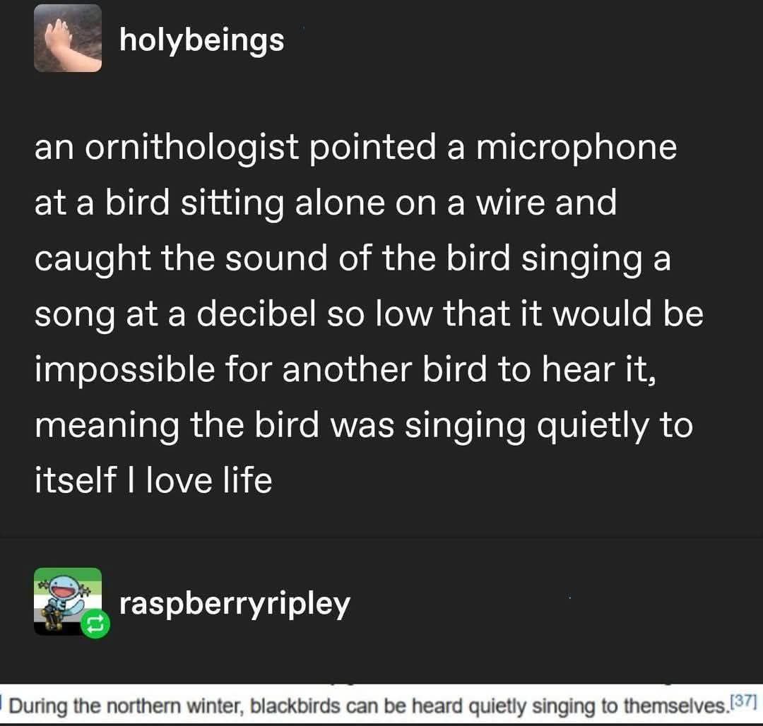 holybeings an ornithologist pointed a microphone at a bird sitting alone on a wire and caught the sound of the bird singing a song at a decibel so low that it would be impossible for another bird to h