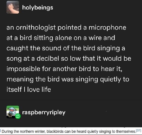 holybeings an ornithologist pointed a microphone at a bird sitting alone on a wire and caught the sound of the bird singing a song at a decibel so low that it would be impossible for another bird to h
