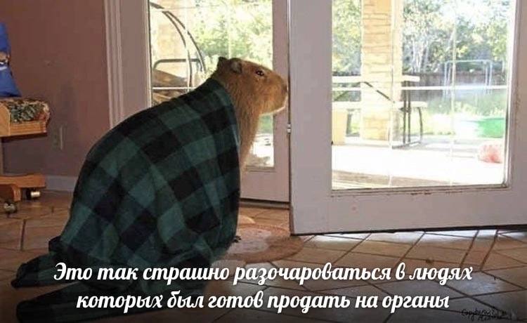 Это так страшно разочароваться 6 людях которых дыл готов продать на органы