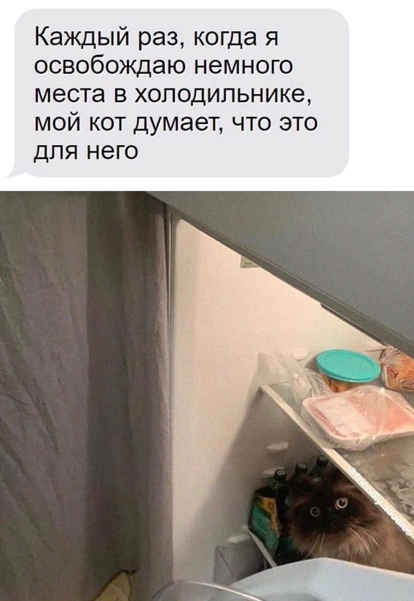 Каждый раз, когда я освобождаю немного места в холодильнике, мой кот думает, что это для него