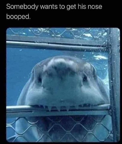Somebody wants to get his nose booped.