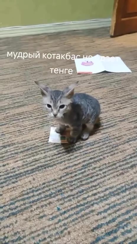 _ мудрый котакбармебииии