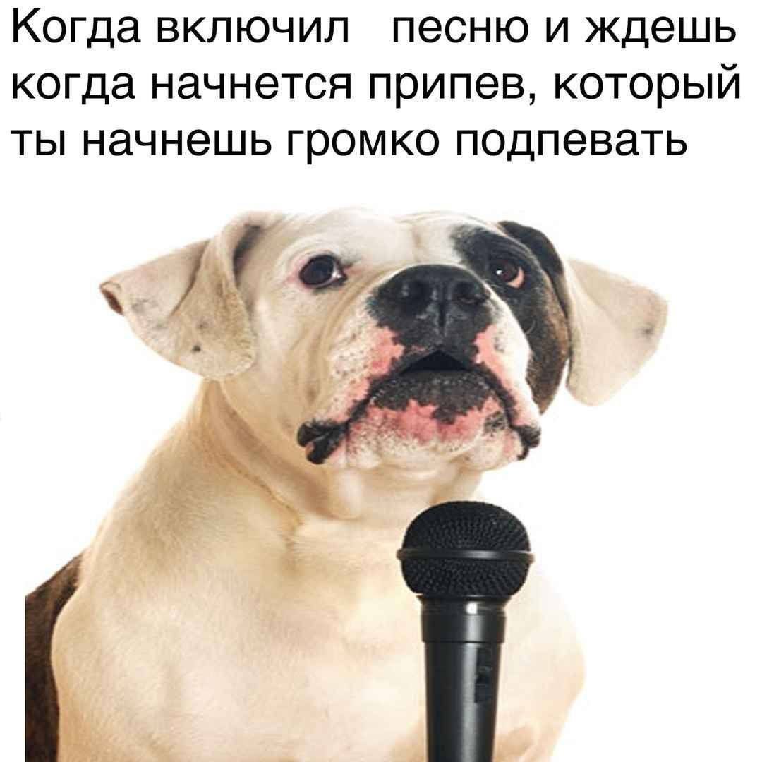 Когда включил песню и ждешь когда начнется припев, который ты начнешь громко подпевать