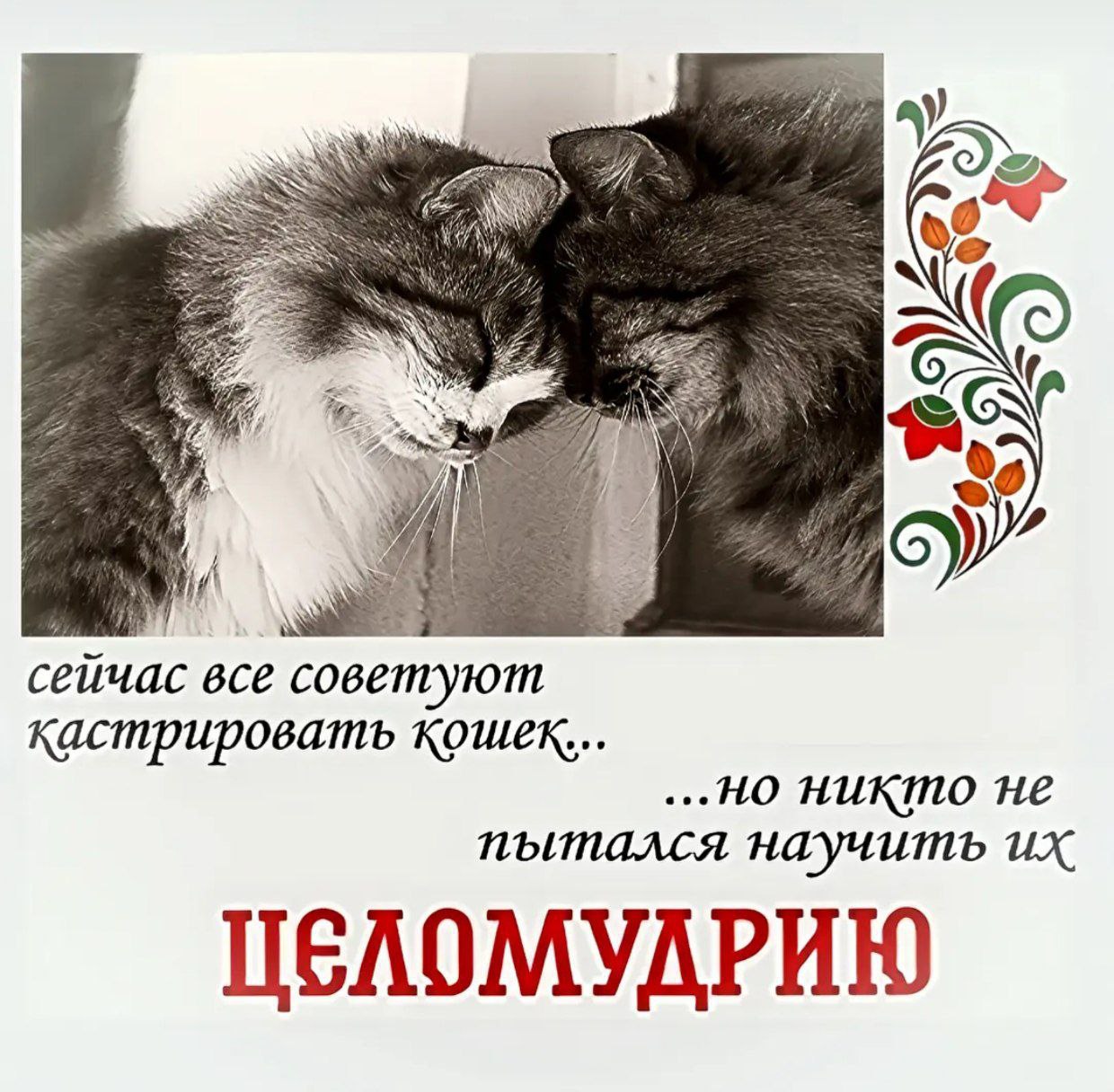 2 or сейчас все оветуют кастрировать кошек... ...НО HUKINO He научить