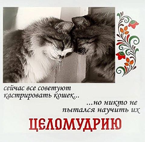 2 or сейчас все оветуют кастрировать кошек... ...НО HUKINO He научить