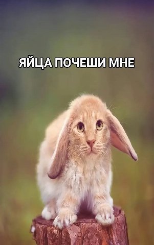 ЯЙЦА ПОЧЕШИ МНЕ
