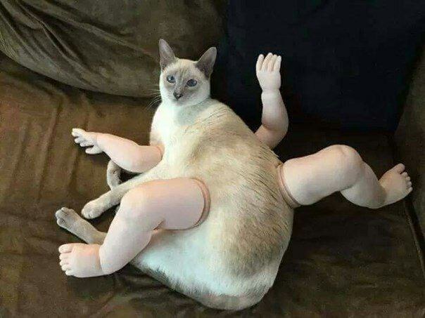 у 1 i 4 a an