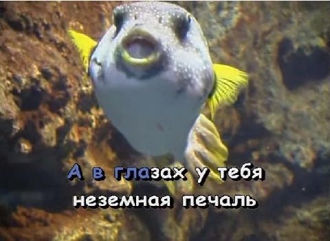 4 A глазах неземная печаль