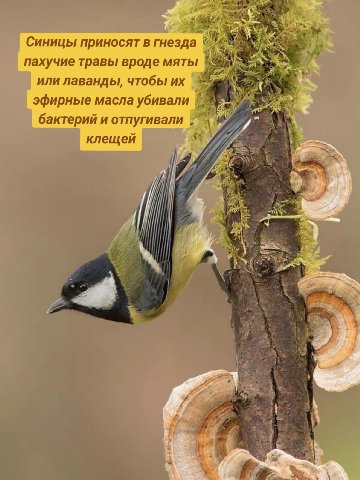 Синицы приносят в гнезда пахучие травы вроде мяты или лаванды, чтобы эфирные масла убивали бактерий и отпугивали клещей be В Sel a
