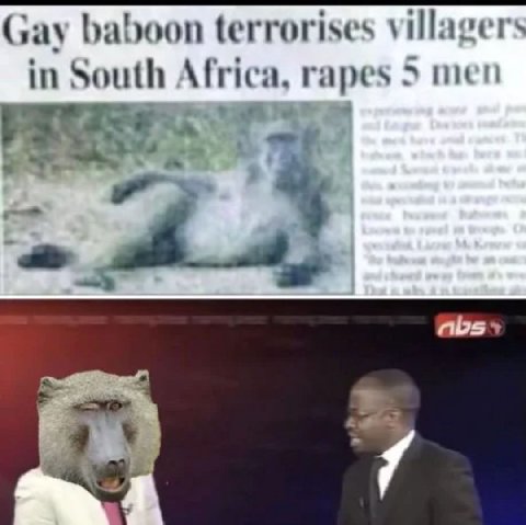 Gay baboon terrorises villagers in South Africa, rapes men