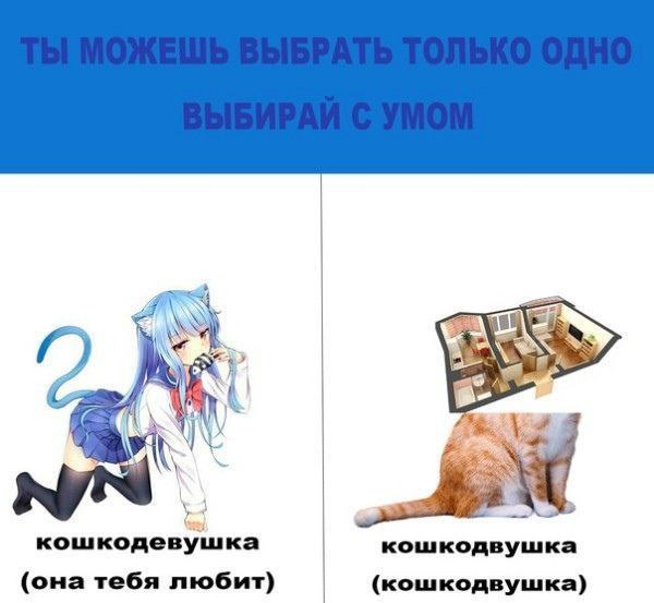 4 8. 4 кошкодевушка кошкодвушка (она тебя любит) (кошкодвушка)