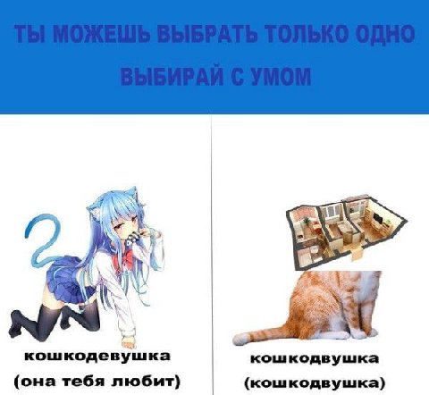 4 8. 4 кошкодевушка кошкодвушка (она тебя любит) (кошкодвушка)