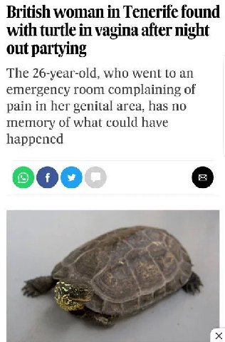 British woman in Tenerife found with turtle in vagina after night out partying The 26-year-old, who went to an emergency room complaining of pain in her genital area, has no memory of what could have 