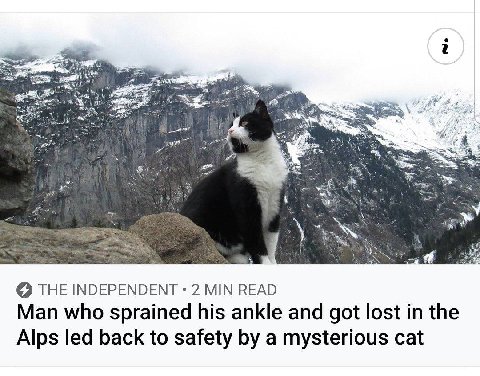 oF у THE INDEPENDENT 2 MIN READ Man who sprained his ankle and got lost in the Alps led back to safety a mysterious cat