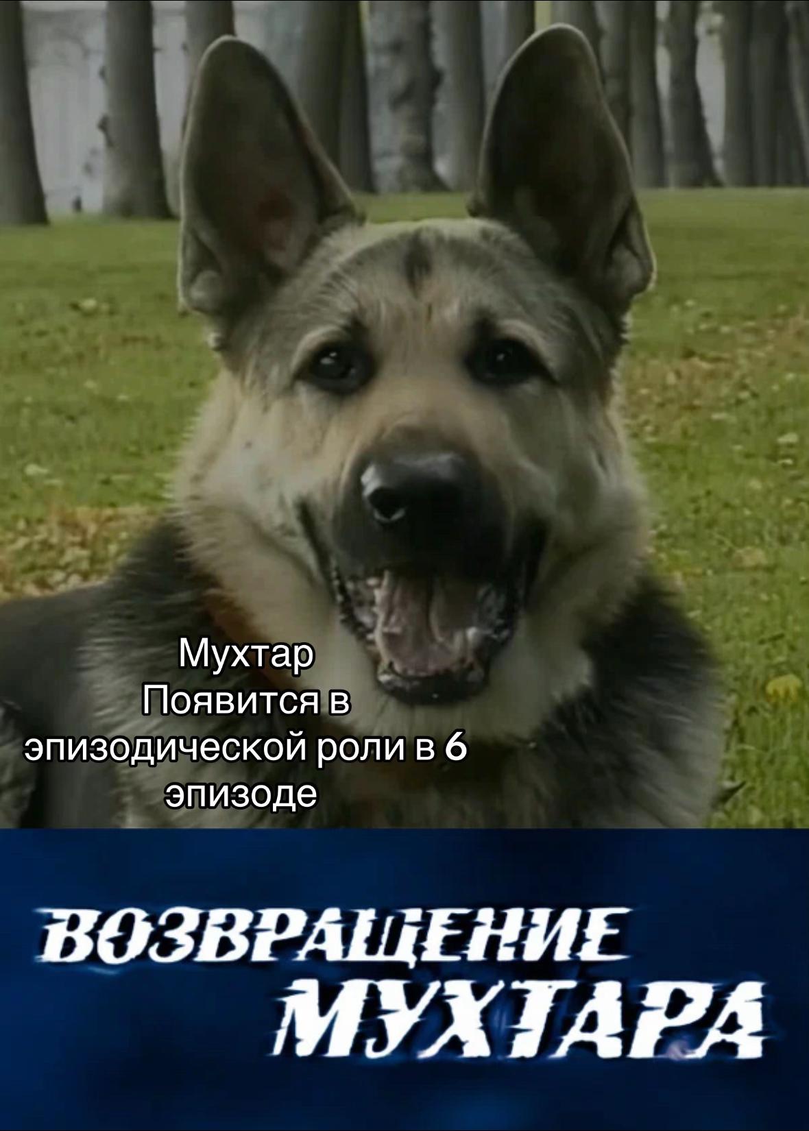 Мухтар Появится в эпизодической роли в 6 эпизоде ВОЗВРАЩЕНИЕ MYXTAPA
