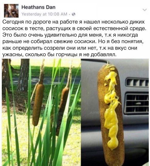 Heathans Dan Сегодня по дороге на работе я нашел несколько диких сосисок в тесте, растущих в своей естественной среде. Это было очень удивительно для меня, я никогда раньше не собирал свежие сосиски. 