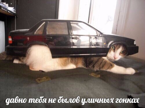 давно тебя не дылов уличных гонках