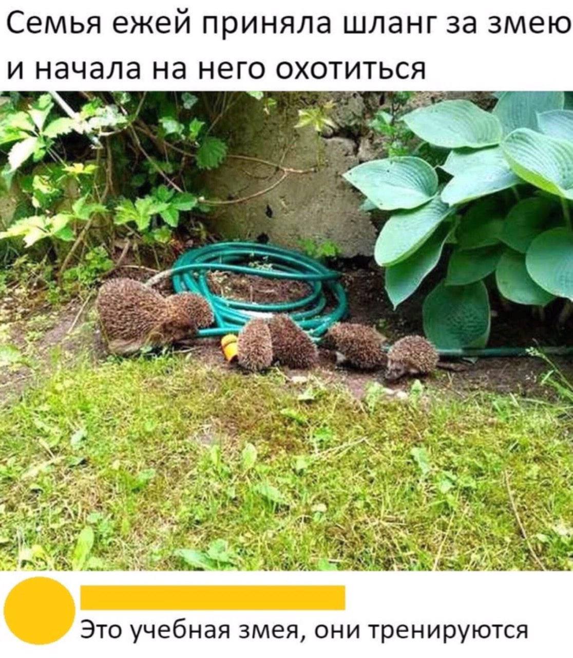 Семья ежей приняла шланг за змею и начала на него охотиться 3 A С Vaal Это учебная змея, они тренируются