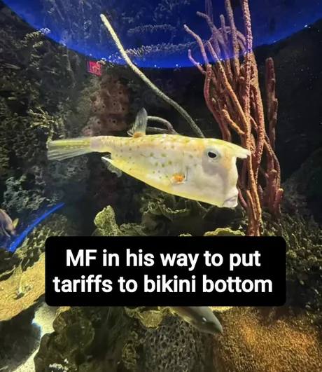 in his way to put tariffs to bikini bottom