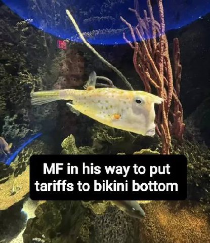 in his way to put tariffs to bikini bottom