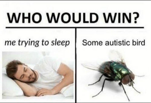 WHO WOULD WIN? me trying to sleep Some autistic bird