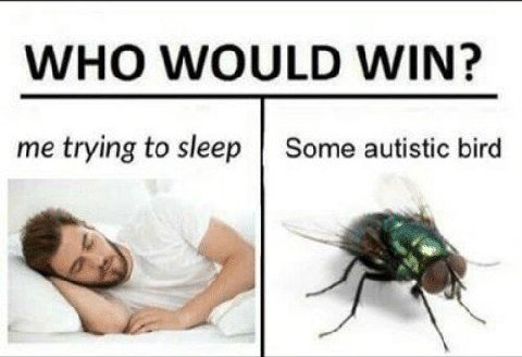WHO WOULD WIN? me trying to sleep Some autistic bird