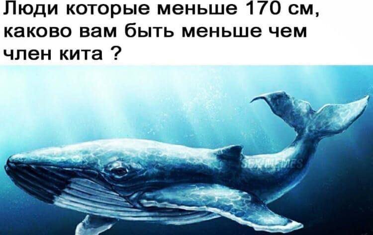 Люди которые меньше 170 каково вам быть меньше чем член кита