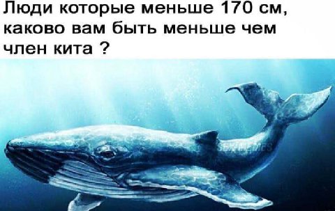 Люди которые меньше 170 каково вам быть меньше чем член кита
