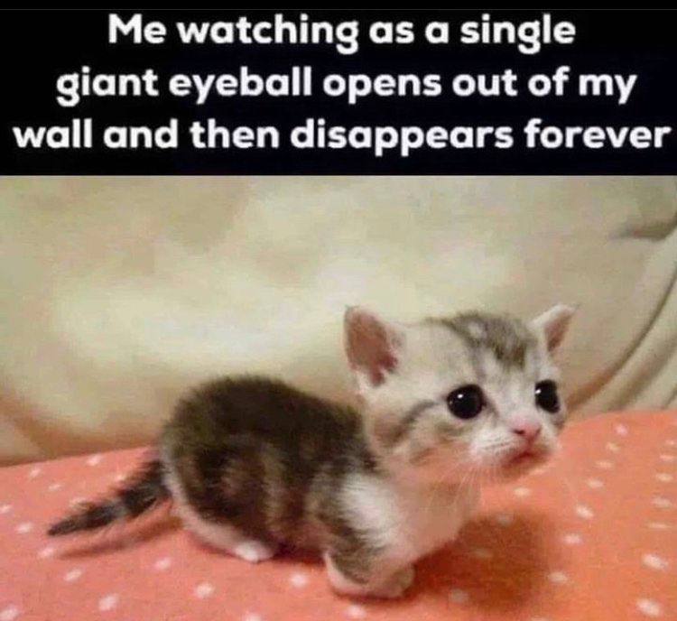 watching as a single giant eyeball opens out of my wall and then disappears forever