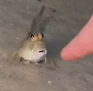 ХУЙ