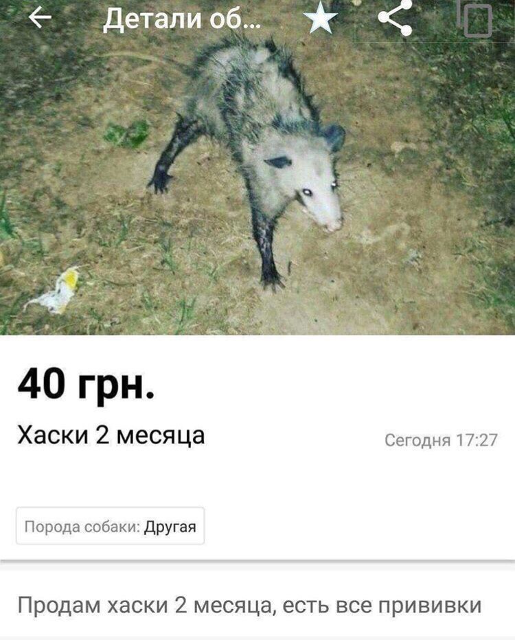 Детали 06... 40 грн. Хаски 2 месяца Сегодня 17:27 Порода собаки: Другая Продам хаски 2 месяца, есть все прививки