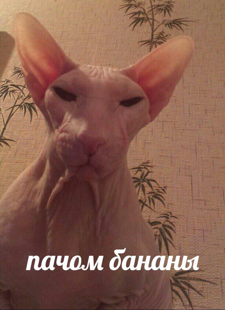 пачом бананы