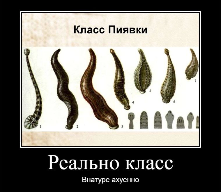 Класс Пиявки Реально класс Внатуре ахуенно