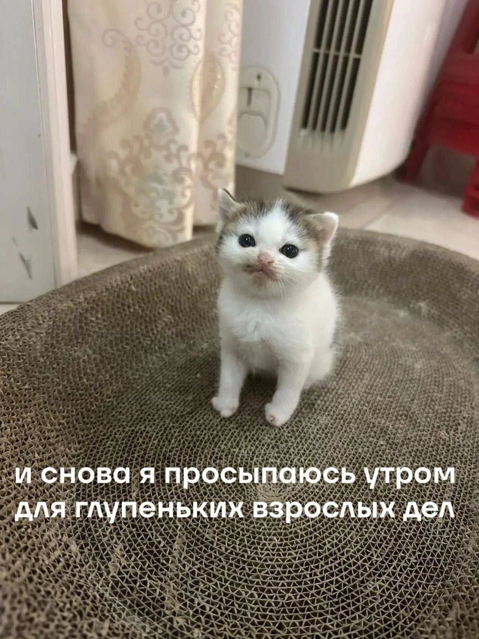 и снова я просыпаюсь утром для глупеньких взрослых дел